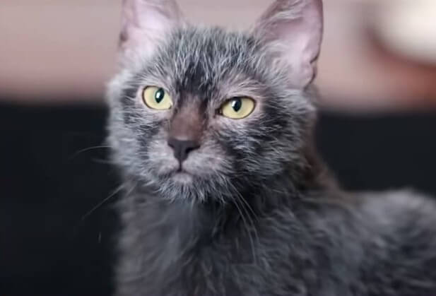 close up shot of lykoi roan