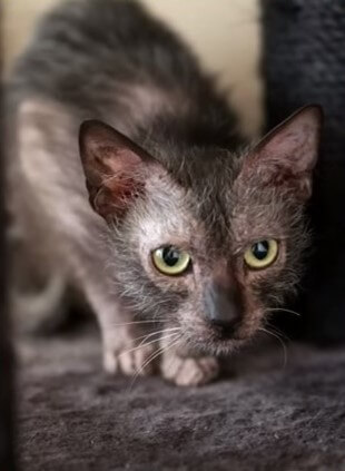 lykoi the wolf cat ready to jump