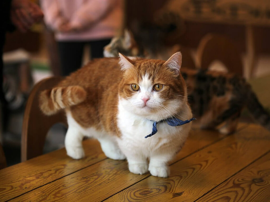 orange and white munchkin standing on brown table