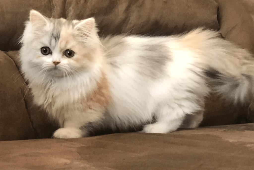 white color minuet cat standing on brown sofa.
