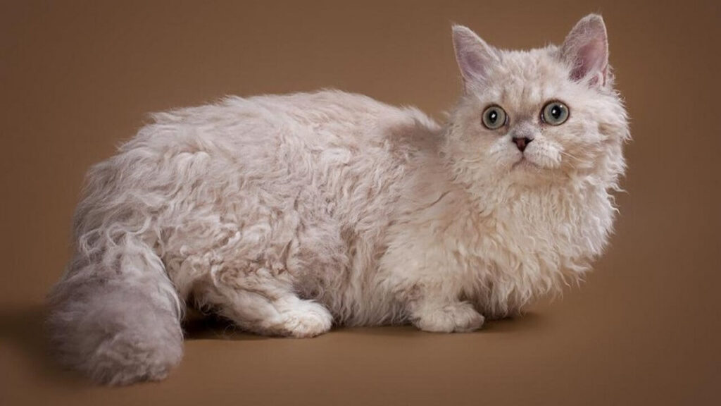 lambkin cat with brown background