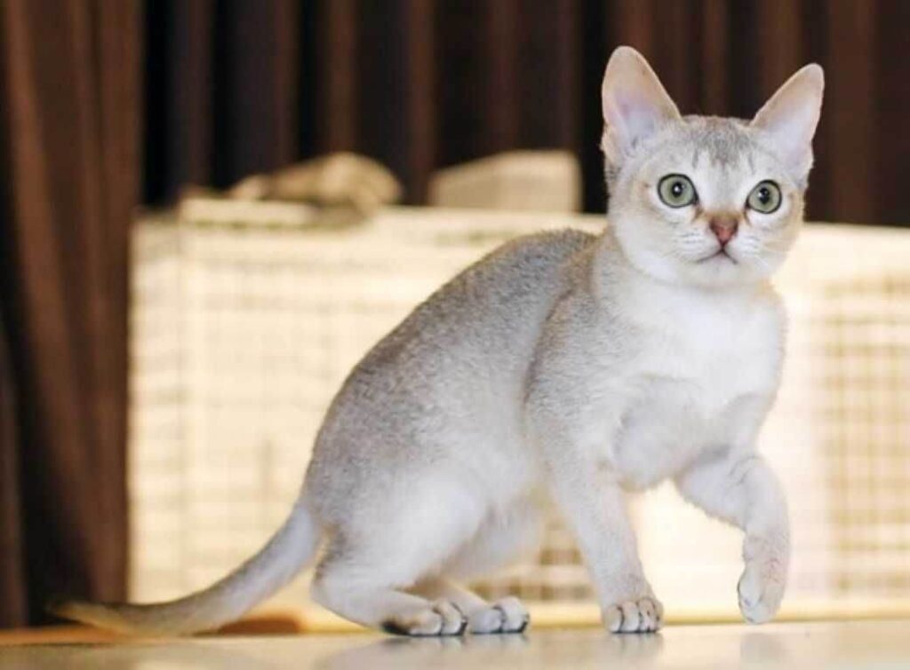 the singapura cat
