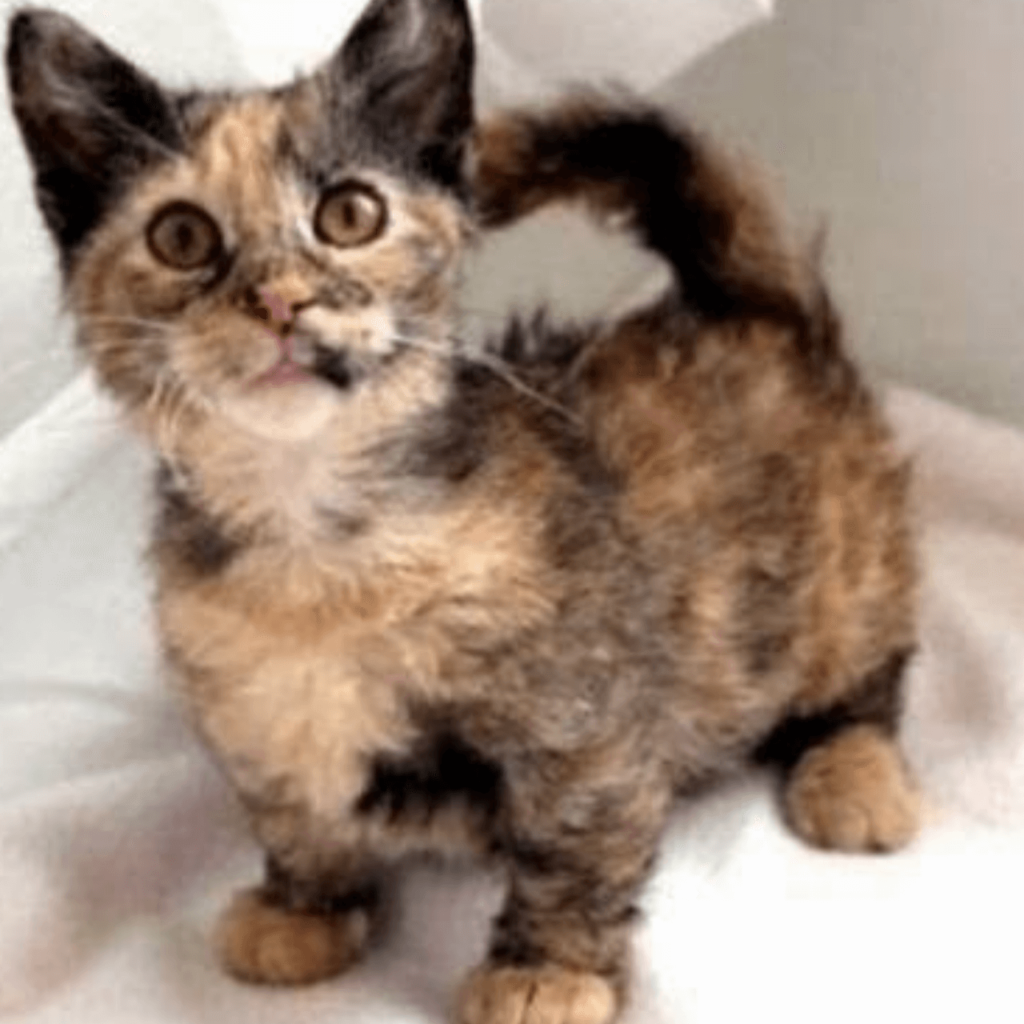 tortoiseshell skookum cat standing